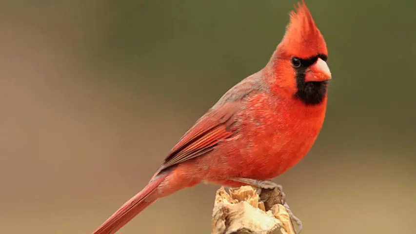 Robins Vs Cardinals