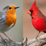 Robins Vs Cardinals