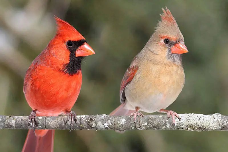 Robins Vs Cardinals