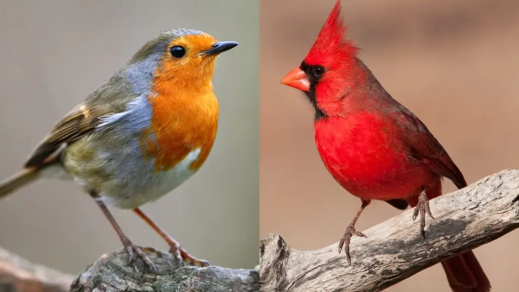 Robins Vs Cardinals