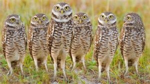 Science Behind Owl Legs