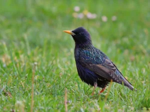 Starling Chicks Leave Nest