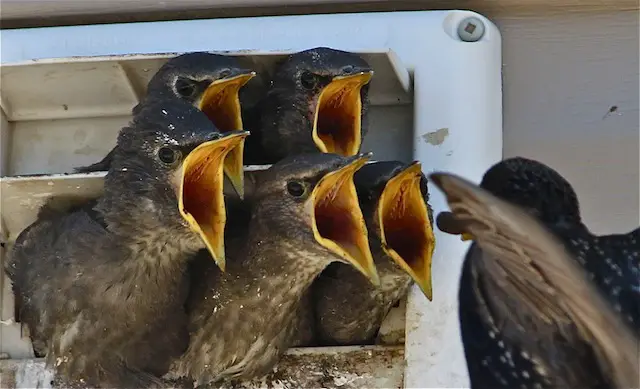 Starling Chicks Leave Nest