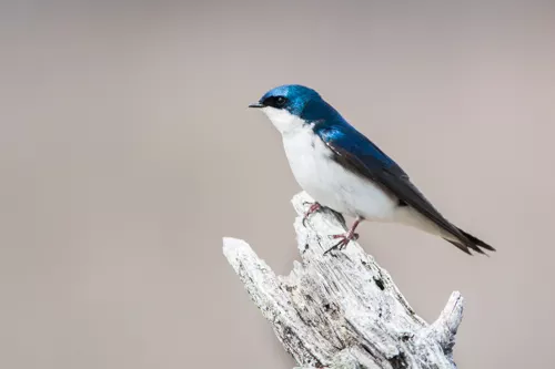 Tree Swallow (Tachycineta bicolor)