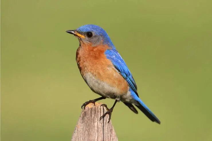  Types of Blue Birds