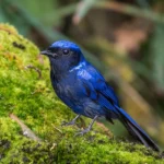 Types of Blue Birds