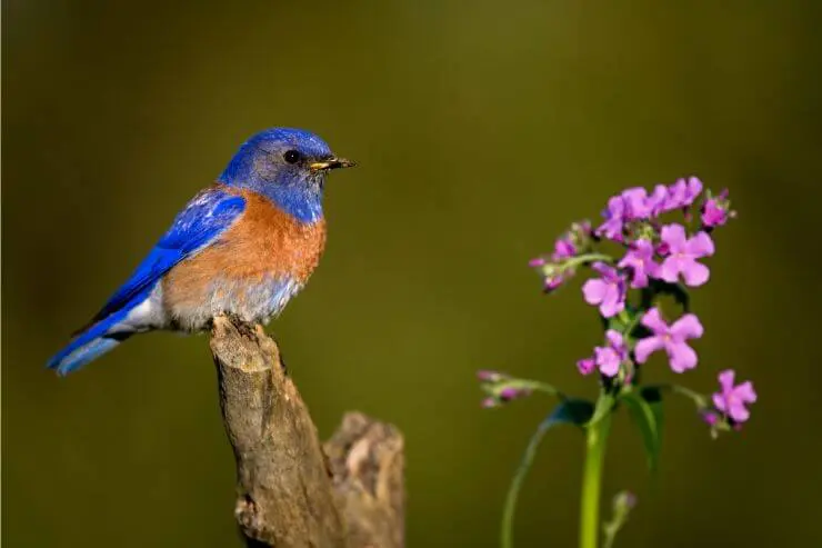  Types of Blue Birds