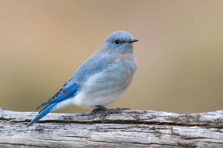  Types of Blue Birds