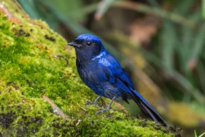 Types of Blue Birds