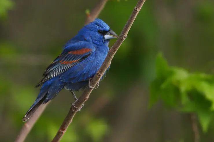  Types of Blue Birds