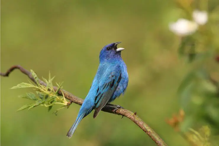  Types of Blue Birds