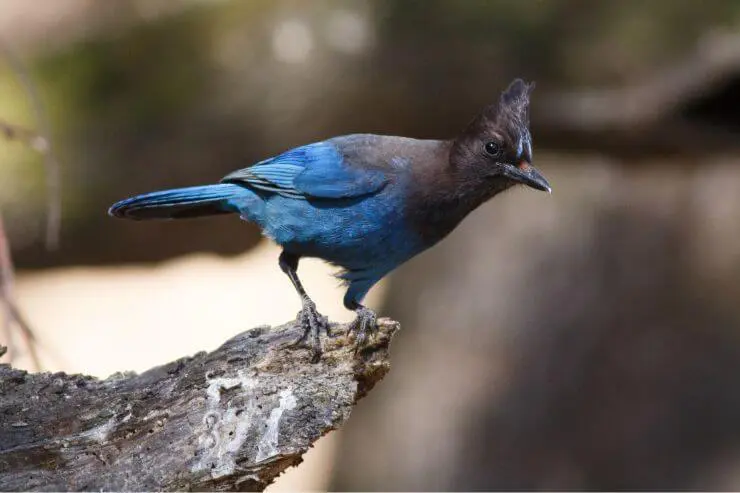  Types of Blue Birds