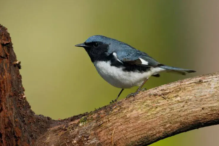  Types of Blue Birds