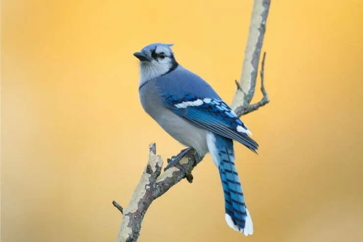  Types of Blue Birds