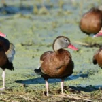 Types of Ducks in Florida