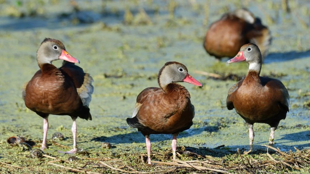 Types of Ducks in Florida