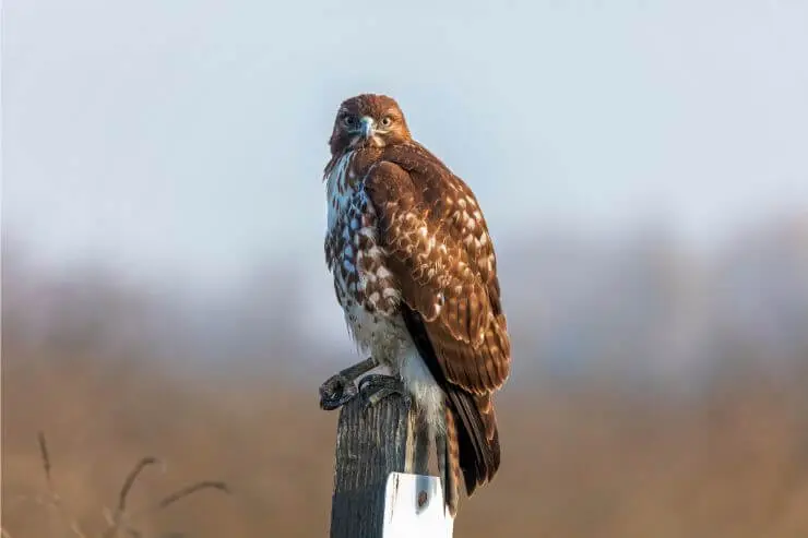 Virginia Hawk