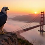 american kestrels in cities