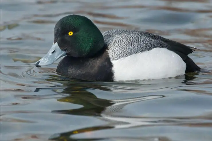 types of ducks in florida