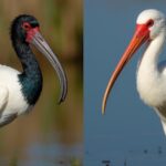 distinguishing ibis species traits