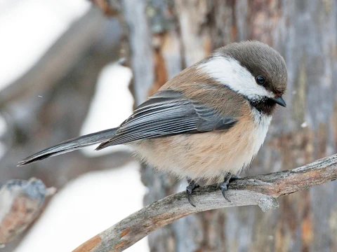  species of chickadees