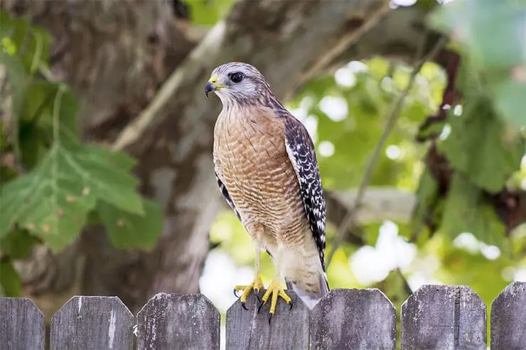 hawks of Florida