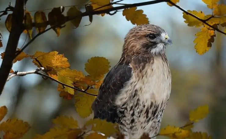 hawks of florida