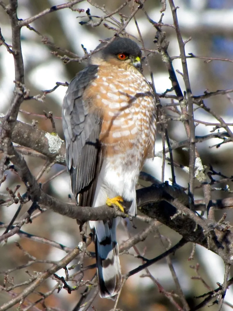 hawks of florida 4