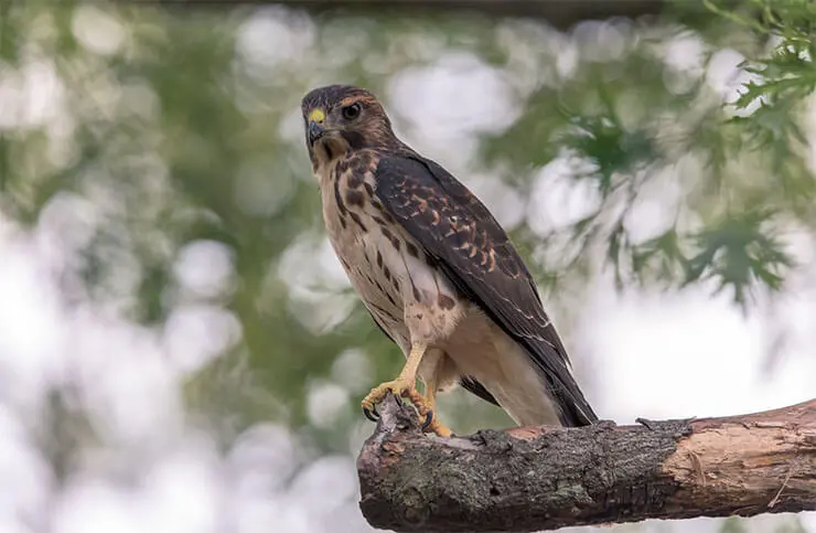 hawks of florida