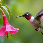 hummingbirds in virginia thrive