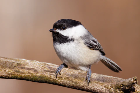  species of chickadees