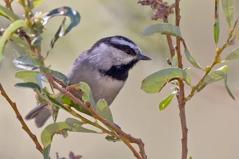  species of chickadees