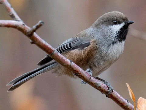  species of chickadees