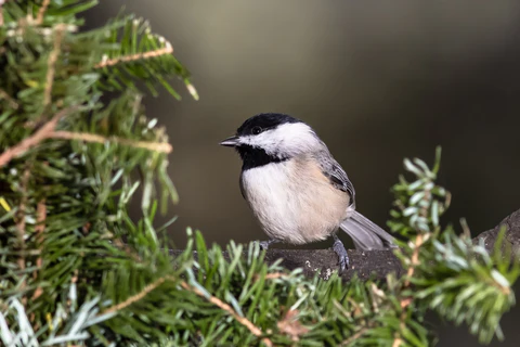  species of chickadees