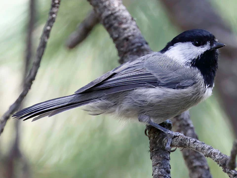  species of chickadees