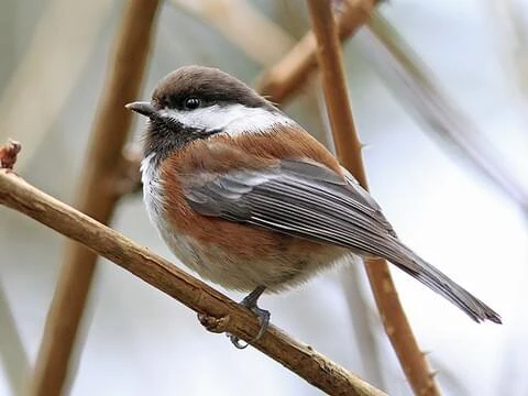  species of chickadees