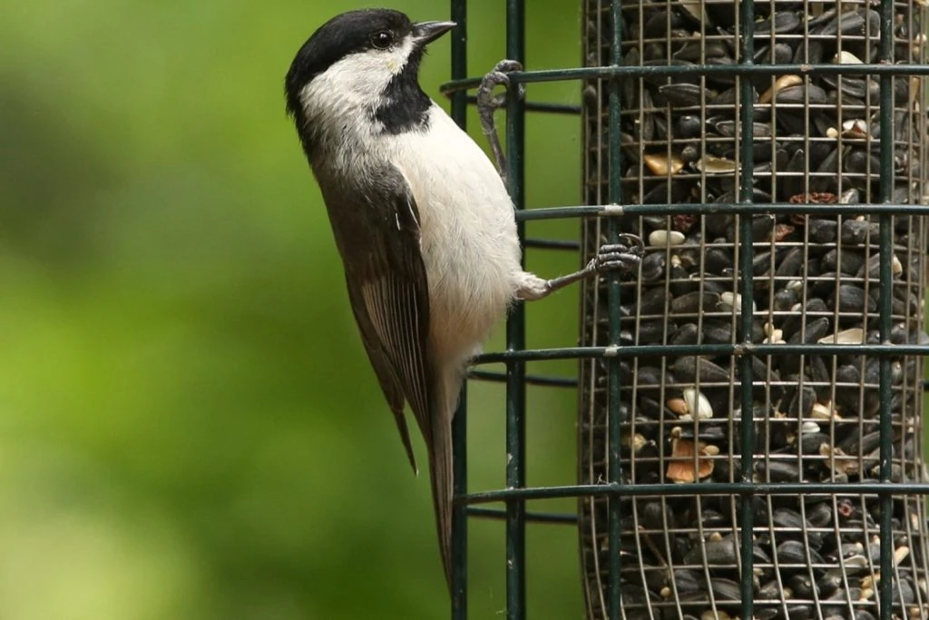 species of chickadees