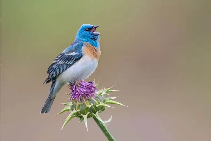 types of blue birds