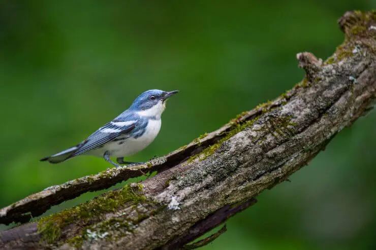 types of blue birds