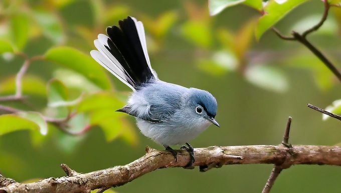 types of blue birds