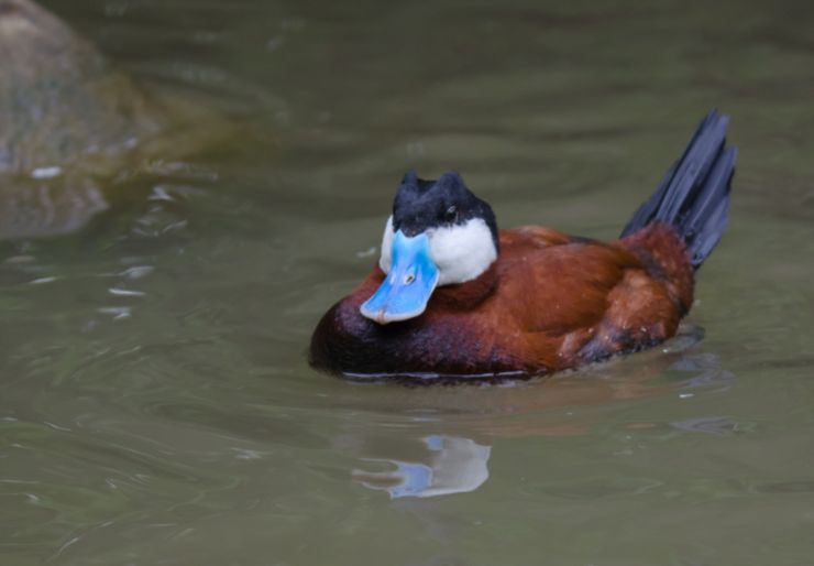 types of ducks in florida