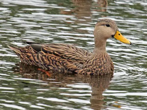 types of ducks in florida