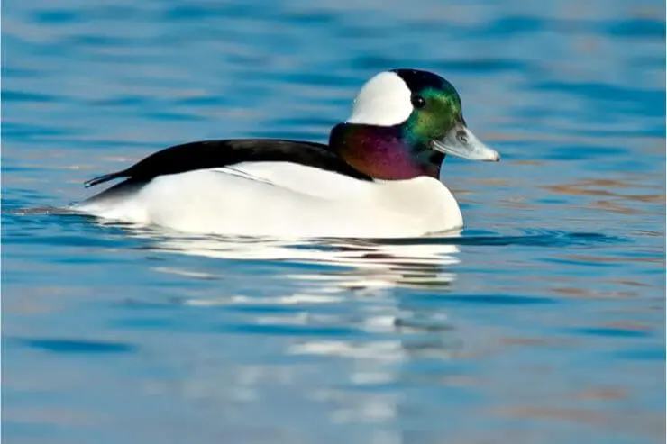 types of ducks in florida