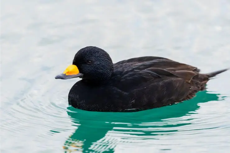 types of ducks in florida