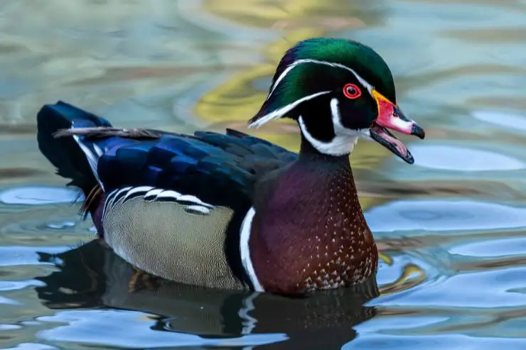 types of ducks in florida