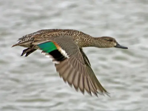 types of ducks in florida