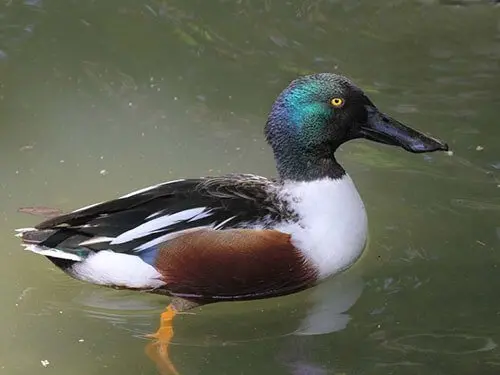 types of ducks in florida