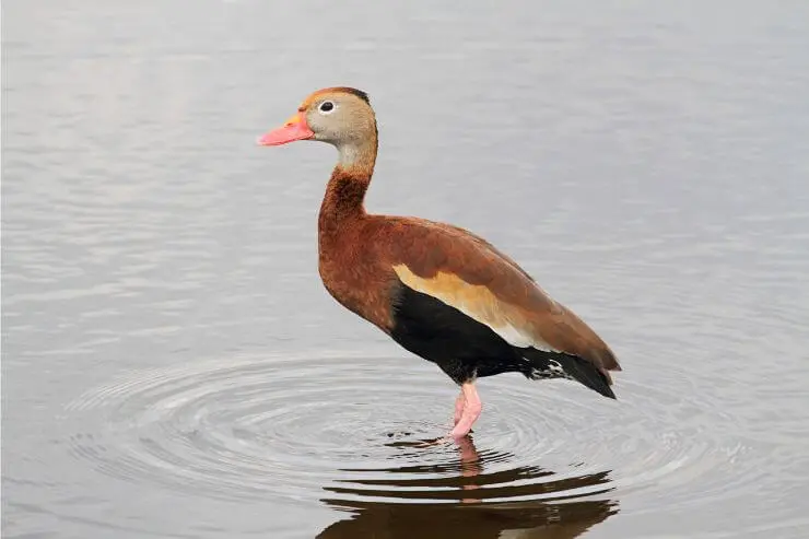 types of ducks in florida