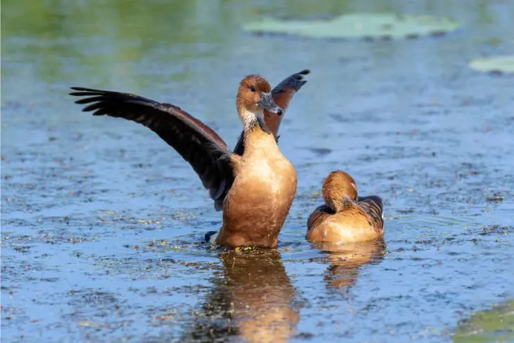 types of ducks in florida