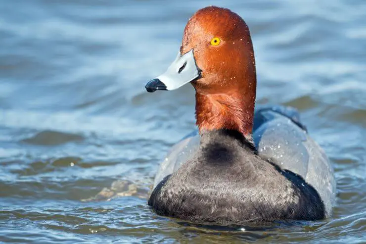 types of ducks in florida